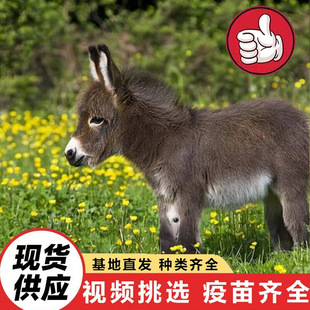 ���^�^�p���ջ���ë�H ����ë�H�r�� �Bֳ�����ی���Сë�H���w