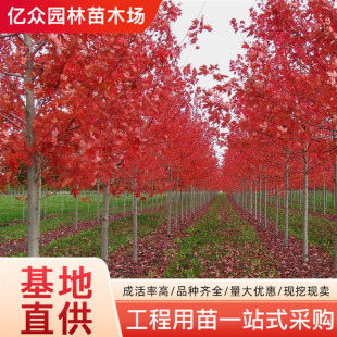 �����t�������ձ��t����t�輧ͥԺ�G����ľ�^�p�L�����Ї��t����