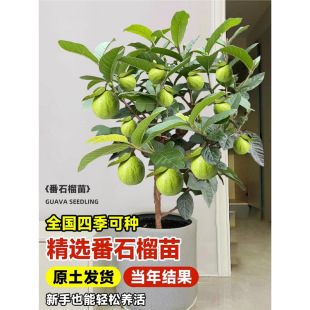 ��ʯ������������֬�t��ݮ�ļ���ʯ�������ϱ���ͥԺ���ԷNֲ