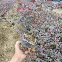 t^ľ t^ľ t~^ľֲͥԺhʄeGֲɫ_ֲ