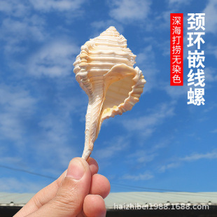 ��Ȼ����ؐ���i�hǶ����ϡ�И˱��~���쾰�[���Ĕz���߹�ˇƷ���l