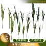 工艺植物仿真园林摆件