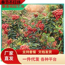 一件代发花椒树苗山西苗圃高产大果大红袍狮子头花椒苗南北方庭院