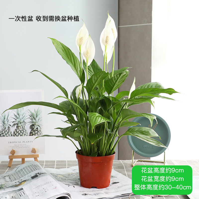 특급 순항 화이트 팜 오리지널 세면대