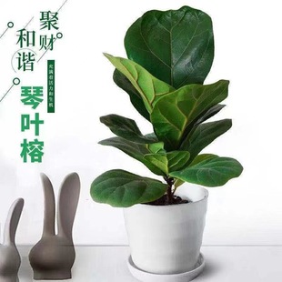 ���~�žG�}С��������Gֲ�lؔ���k����ֲ���҃��ļ�������ꎻ���