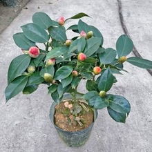 ����������ɽ�軨������ɫ�൤����ֲ���҃Ⱥ��B�軨����