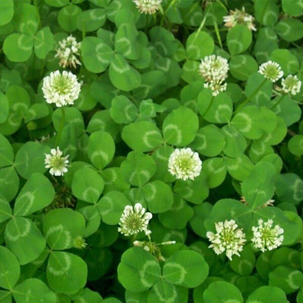 Clover seeds