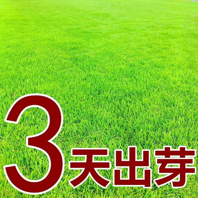Семена газонной травы вечнозеленые во все сезоны, без ремонта, защиты склонов и фиксации почвы, овсяница, семена кожи райграса Манилы, озеленение двора