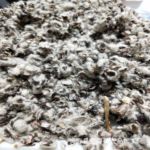 厂家供应 中壳中绒棉籽皮 食用菌栽培料棉籽壳菇类种植棉籽渣