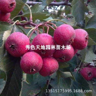 �o��ɽ髼޽��糬����ɽ高����ϱ����Nֲ����Y����ꖼtɽ���