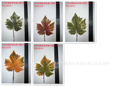 ���R�d�羳����Gֲ�����~�zӡ�~����＾��ɫС���~���F�����