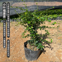 福建茶苗小叶可做微盆景四季常青工程绿化小苗耐高温耐好养植物