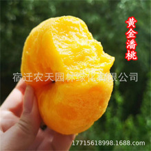 ƷNAˮҘ޽ҘԱϷNֲY