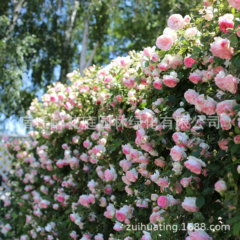 1.3m цветок розы для восхождения, сильно ароматный цветок розы в горшке, наружная стена, вьющееся растение, цветет в любое время года