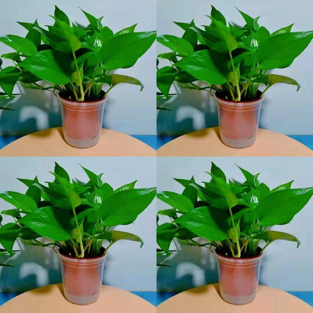 12Cm4 냄비 게으른 흡수성 이중 냄비 원래 냄비 + 비료 4개 [작은 포토스]