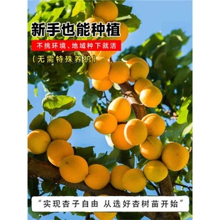 ��Ʒ�N���m�����Ә������������������޽������Ә�������