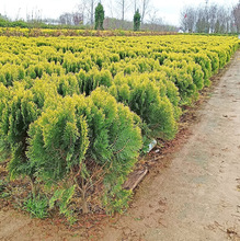 һ�����l�ɰ������S��� ����ؘ��� �ɰؘ� ���������ɰ��� ����