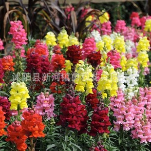 Snapdragon Seeds Bloom in All Seasons and Are Easy to Live. Perennial Flower Seeds Can Be Planted in the Courtyard and Will Live Outdoors