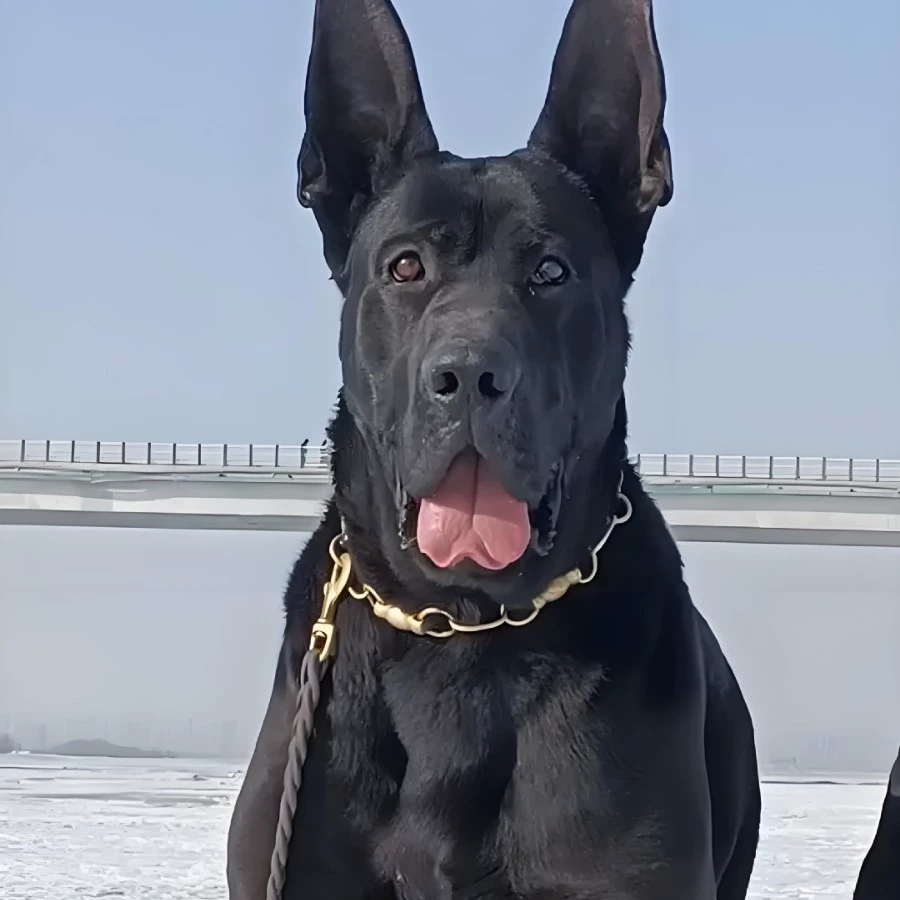 Оптовая продажа, индивидуальные большие чистокровные черные волчьи охранники, взрывозащищенные щенки собак, живые охотничьи собаки, щенки, домашние собаки