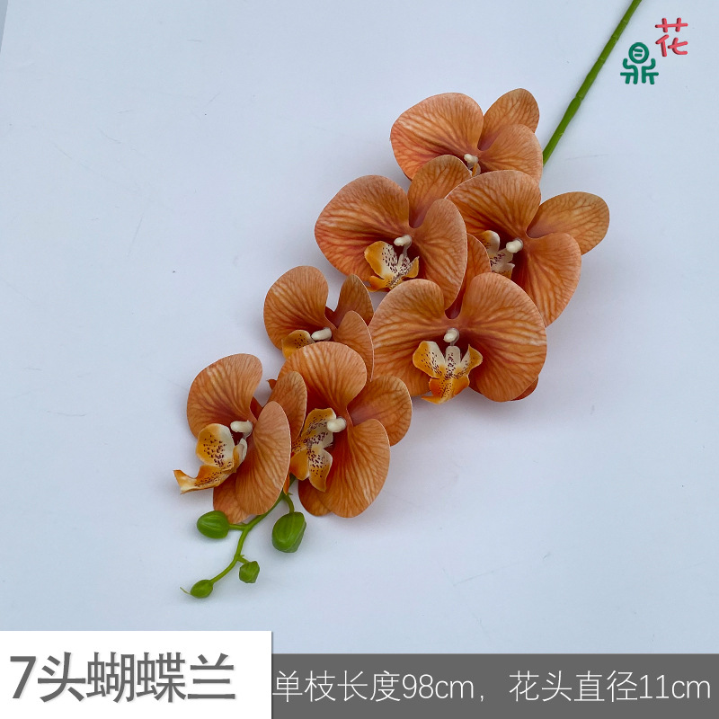 7 phalaenopsis GFG #50 가을 오렌지