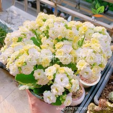 �L�ۻ��N�������һ�ϡ��Ʒ�N�L�ۻ��ذ�󻨻�ɫ�N���ļ��_������