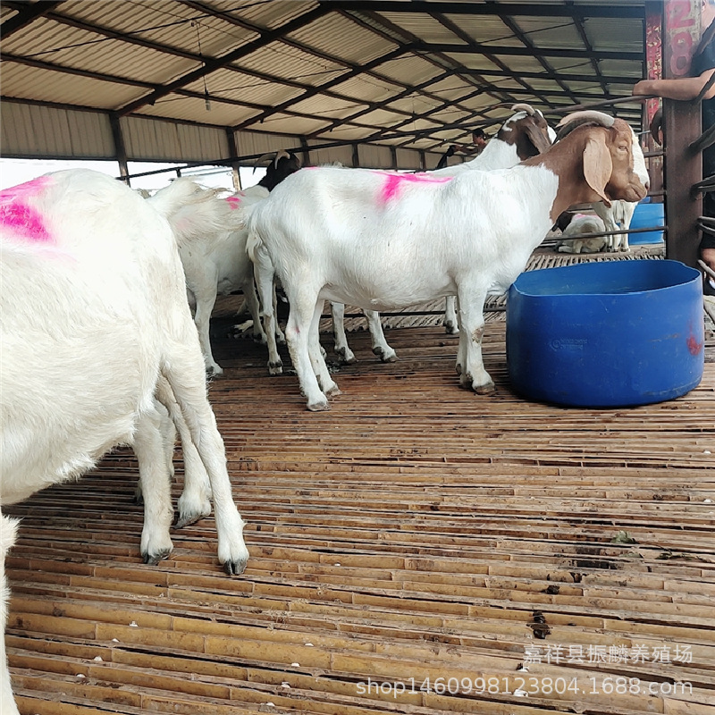 Live Green Goat for Sale, Boer Goat, Boer Goat Breeding Ram, Supply of Adult Boer Goat Live Green Goat for Sale, Boer Goat, Boer Goat Breeding Ram, Supply of Adult Boer Goat