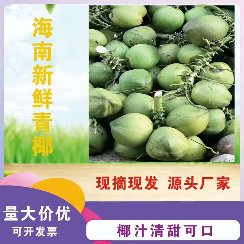 Hainan Coconut, Qinghai-Nan Fresh Coconut, 1.5-2.5kg Coconuts for Delivery, Seasonal Fruit for Pregnant Women, Freshly Picked and Shipped Directly from the Manufacturer Hainan Coconut, Qinghai-Nan Fresh Coconut, 1.5-2.5kg Coconuts for Delivery, Seasonal Fruit for Pregnant Women, Freshly Picked and Shipped Directly from the Manufacturer