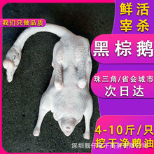 V|hZֻrךZ4-10/ֻZ؛Z