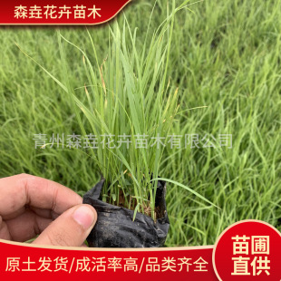 Little Rabbit Wolf Tail Grass Potted Plant, Leaf Rabbit Tail Grass, Sun-Loving and Cold-Resistant Courtyard Balcony Grass, Perennial Ornamental Grass