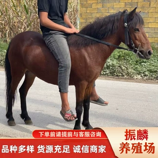 儿童骑乘矮马 德宝矮马 马匹寿命是多少年 矮脚马活马吃什么饲料