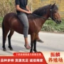 儿童多少寿命骑乘矮马