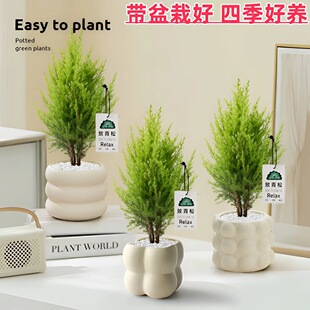 放青松绿植桌面防辐射盆栽净化空气植物四季常青花卉圣诞树北欧风-阿里巴巴