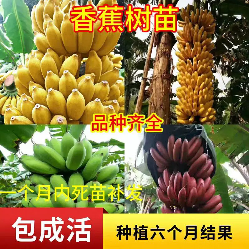 香蕉树苗芭蕉树耐寒矮化小米蕉苗粉蕉皇帝焦西贡蕉红蕉带土叶阳台