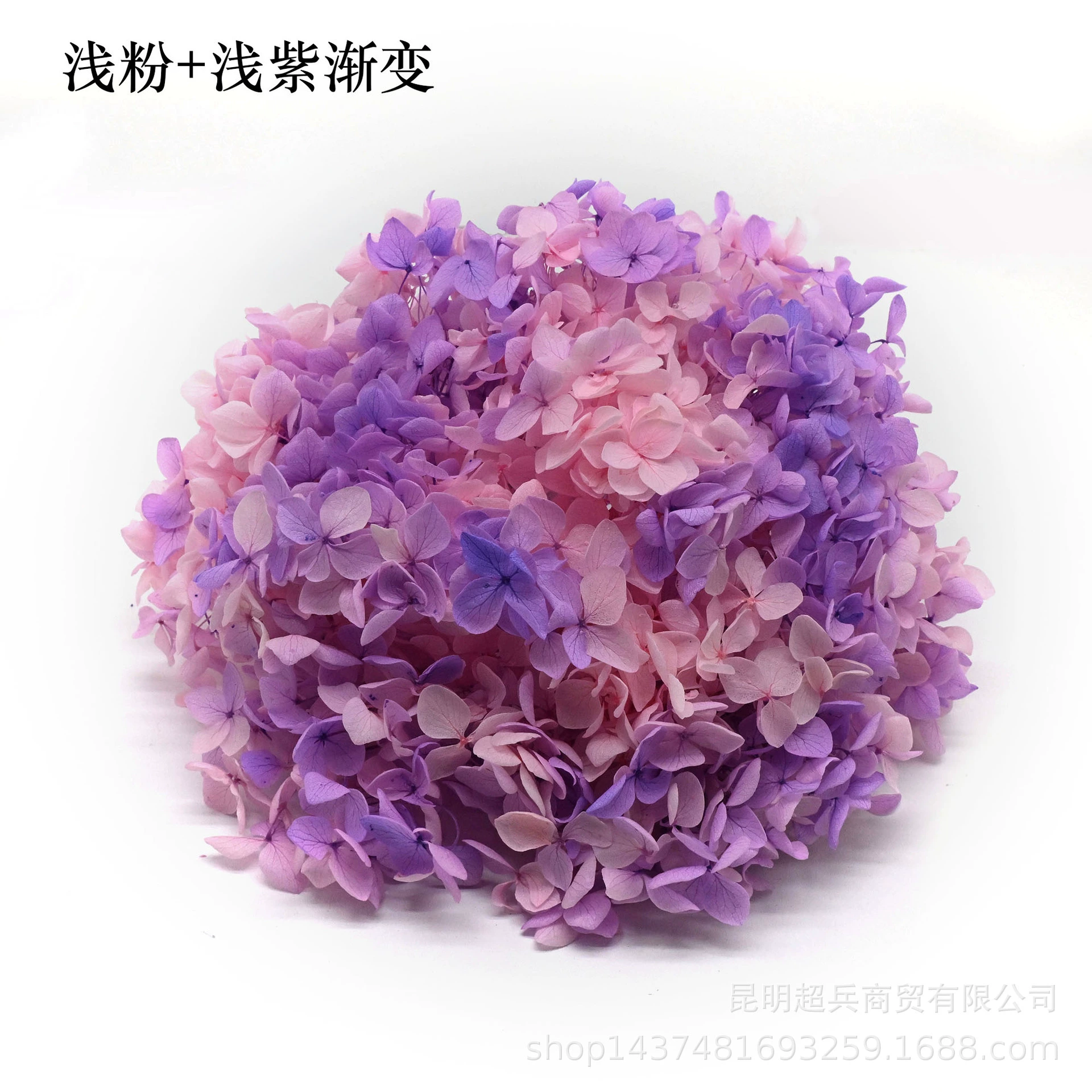 [Вечная Life Flower Hydrangea] Анна Градиентный цвет Лист Hydramid Книга цветов оптом DIY цветочная коробка материал для просмотра