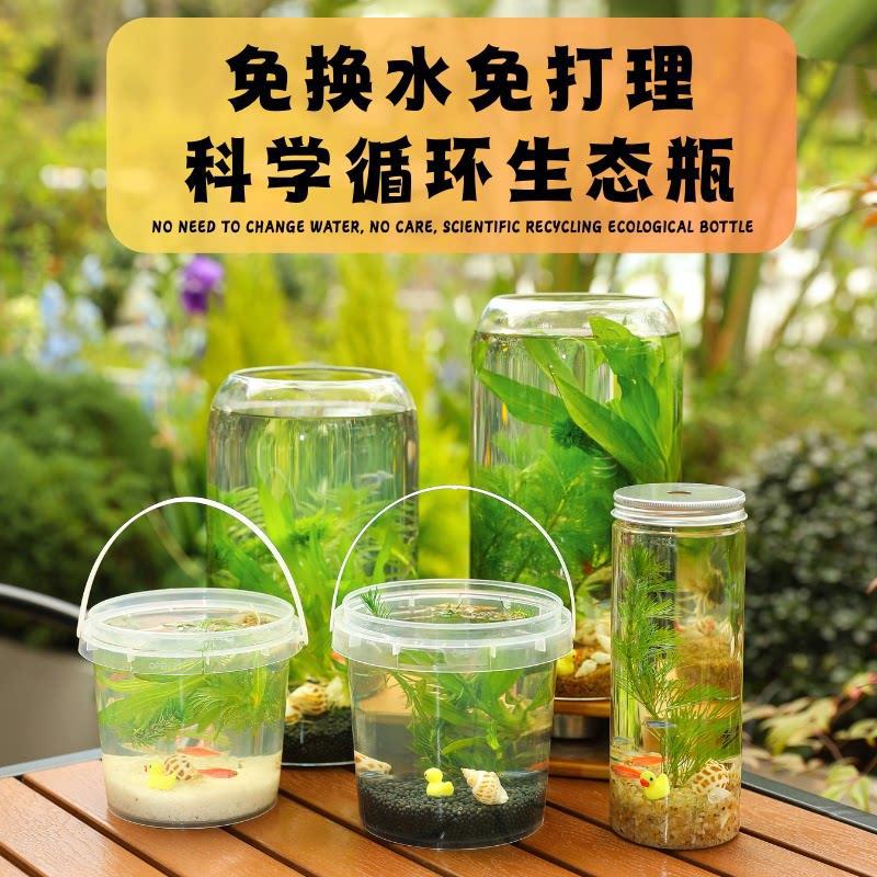 初中生物科学生态瓶小鱼迷你缸活体桌面摆件水族水草缸diy生态瓶