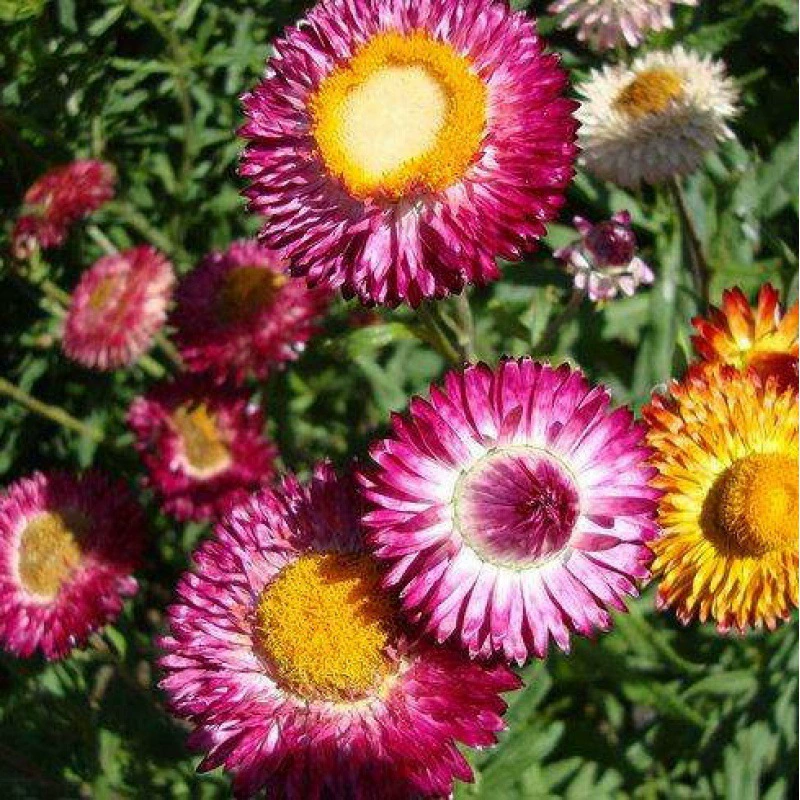 Пшеничная Хризантема Сад Балкон Горшечные цветы Ремесла Горшки для семян Пейзаж Озеленение Helichrysum