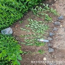 ���l�B�N����G�����B�N���S�ϻ�ͥԺ�G���ٻ�����ľ�L������