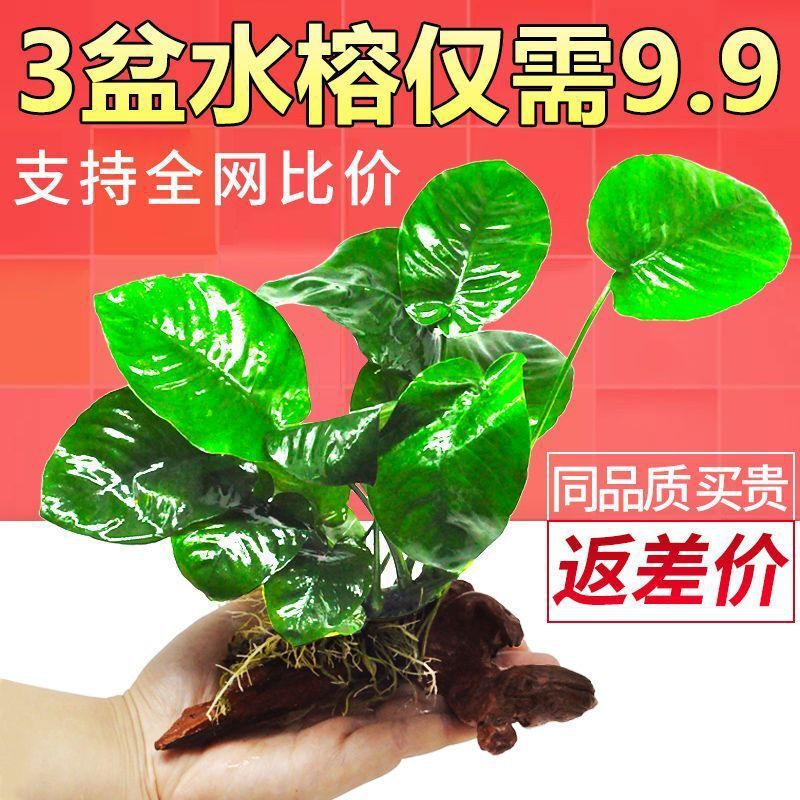 Negative Aquatic Plants, Real Grass, Oxygenated, Easy to Maintain for Lazy People, Water Fig, Driftwood, Easy to Maintain, Water Fig, Crown Aquatic Plants, Fish Tank Landscaping