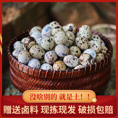 Quail eggs wholesale Gift Bittern 50 Farm Coarse Cereals Feeding fresh fresh 25/50/100 Gold