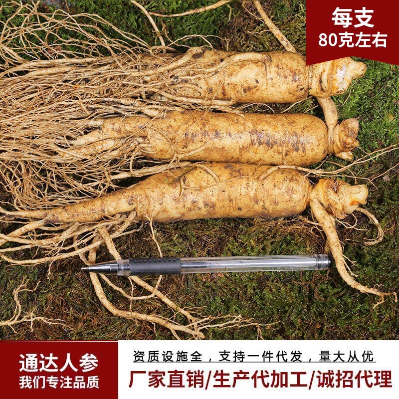 白頭山の新鮮な人参は今掘り出して新鮮な参の各種の規格を売って酒を入れてスープを煮てメーカーに参加して新鮮な参を卸売りします。|undefined