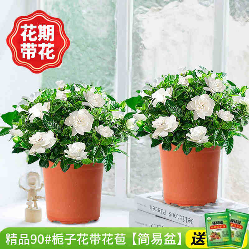 [2개 세면대 특별 제공] 부티크 90#치자나무 개화기(간이화분)에 영양액을 공급