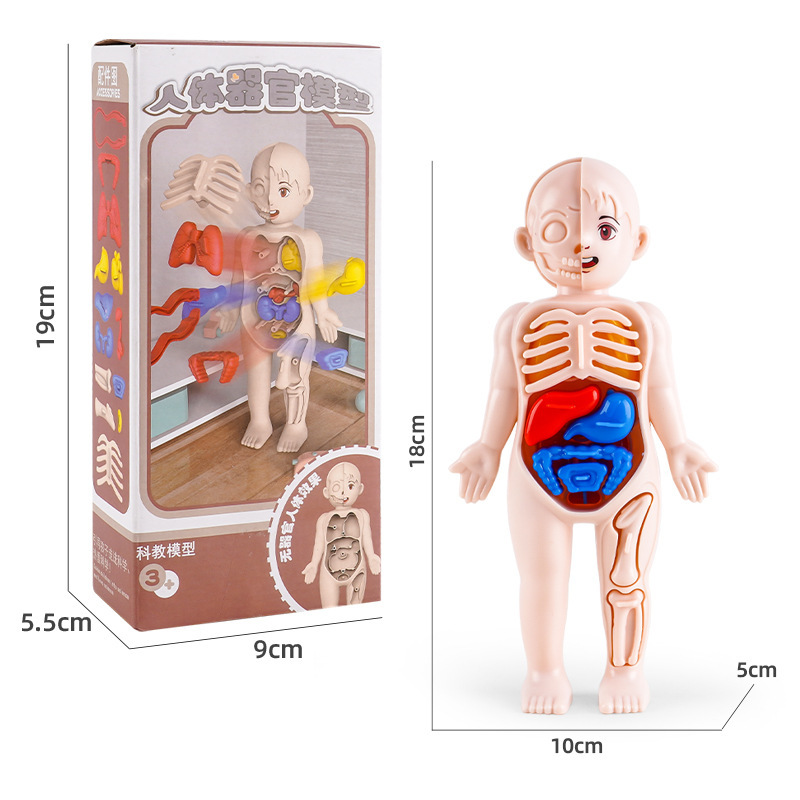 {Human Body Structure Model} Chinese Boxed