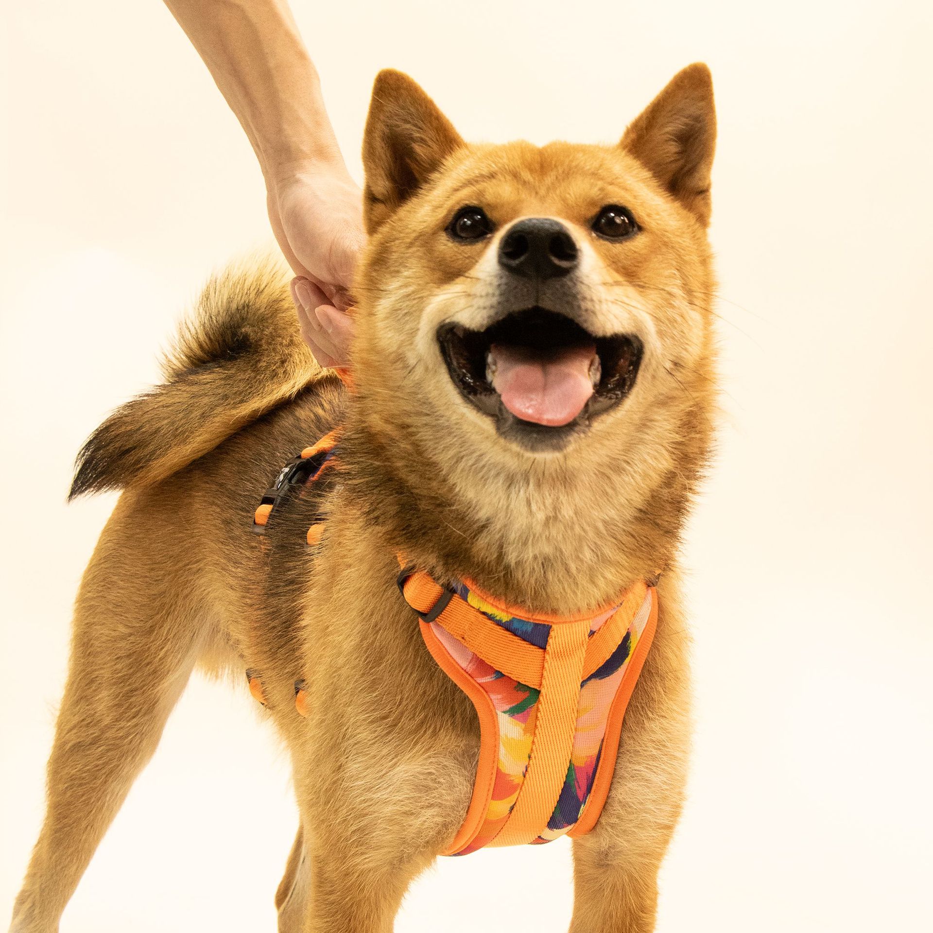 Coppy K series para mascotas correa para el pecho correa collar toalla de saliva traje de equipo de ropa para perros gratis