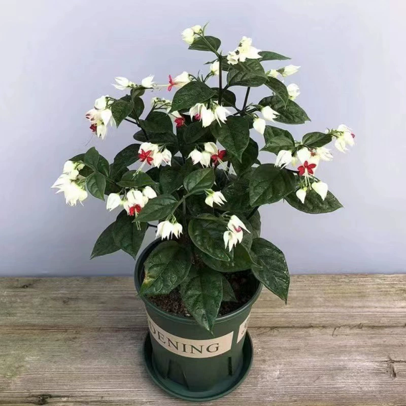 Longtuzhu цветок в горшке цветок просмотр растений комнатный цветок гостиная поглощающий формальдегид четыре сезона цветение Luzhou-аромат офис