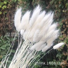 ��ɫ��β�ݰ�ɫ��ɫ��β��bunnytail��β�Ͳ�Ⱦɫ��β�������ɻ�