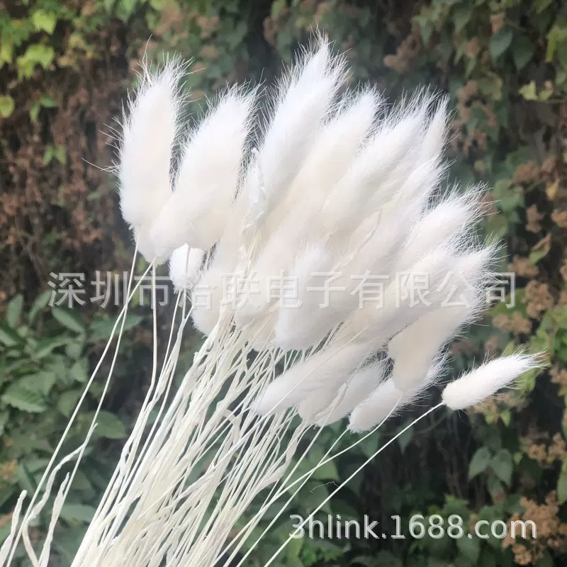 彩色兔尾草白色紫色兔尾草bunnytail狗尾巴草染色狗尾草永生干花