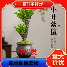 һ�����lС�~��̴�辰�Gֲ���������k���҃ȿ͏d�����Ϙ�ֲ���ļ�