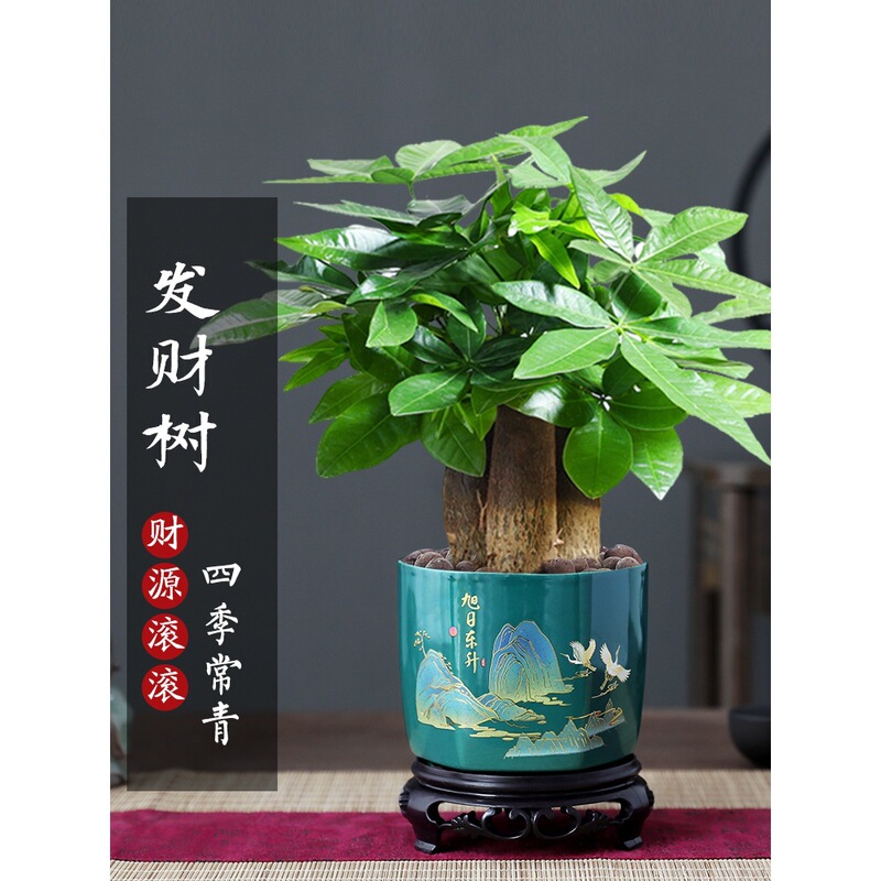 Money Tree Potted Flowers and Green Plants Indoor Living Room Fresh Air Good to Feed Chinese Money Tree Bonsai