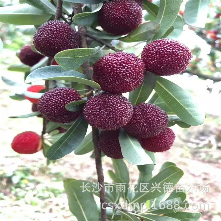 Дерево Bayberry оптом 30-40cm пересадка большого Bayberry Hunan черная слива рассада новый сорт цена