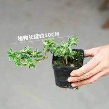 桌面热门小盆栽 六月雪苔藓球可爱高档室内办公室桌面绿植盆栽